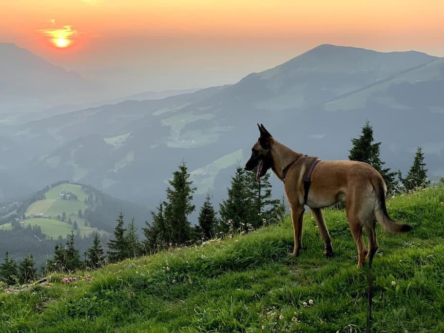 Apartament Urlaub Mit Hund Im Salzburger Land Wegscheid Zewnętrze zdjęcie